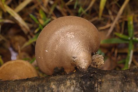 Трутовик берёзовый (Fomitopsis betulina) фото и описание