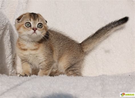 Шотландская вислоухая кошка золотая шиншилла - картинки и фото koshka.top