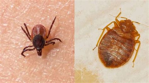 Bed Bug vs. Tick | Outdoor Pests