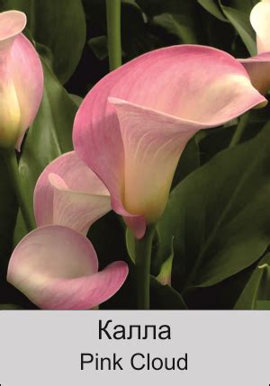 Калла Pink Cloud - продажа оптом и в розницу