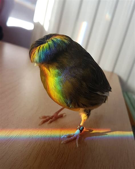 Meet Barry, A Gloster Canary That Has A Fabulous Bowl Feathercut