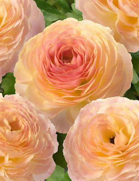 Nimes Romance Ranunculus flowers | Fleur Farm