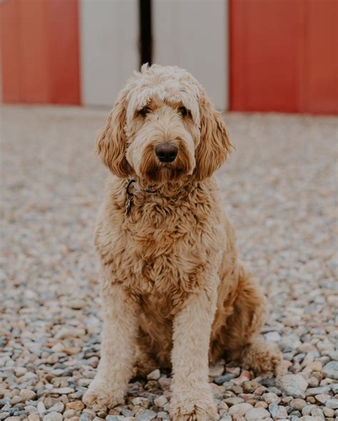 Standard Goldendoodles — Matthews Legacy Farm