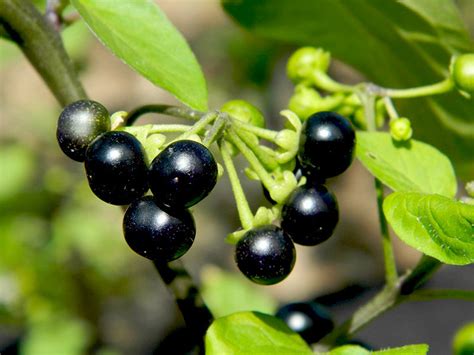 Санберри (Solanum Retroflexum)