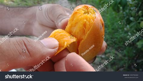 Man Holding Mango His Hand Close Stock Photo 1993796969 | Shutterstock