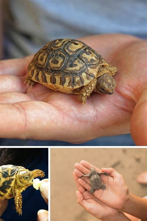 What do baby pet turtles eat