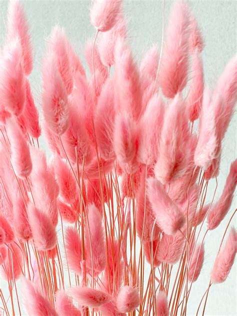 Dried bunny tail grass fairy floss – Artofit