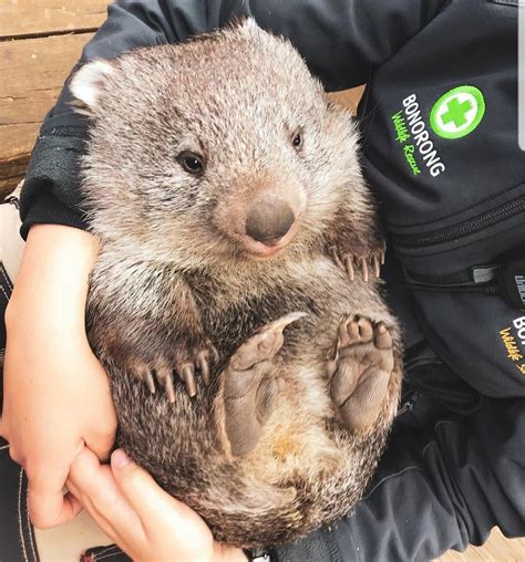 Ridiculously cute wombat! : r/Eyebleach