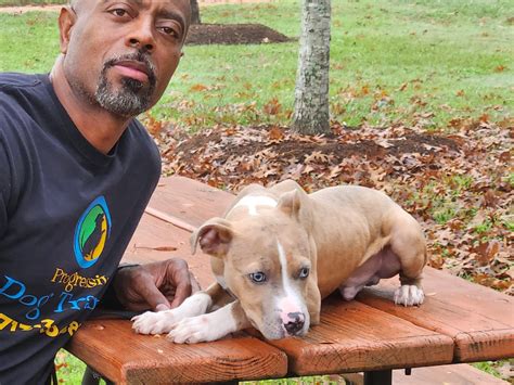 Progressive Dog Training’s Gallery | Houston, TX - P.D.T.