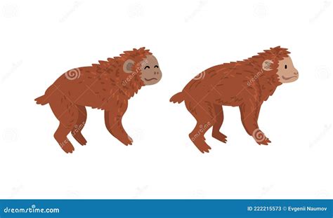 Monkey or Primate As Human Evolution Stage and Gradual Development ...