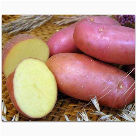 Продам картошка сорт Славянка, купити картошка сорт Славянка — Agro-Ukraine