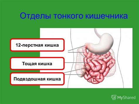 Презентация на тему: "Кишечник Толстый кишечник Тонкий кишечник Прямая ...