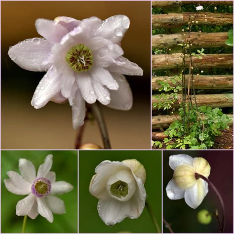 anemonopsis og liljer og ildsot