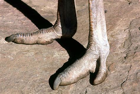 Страус (Ostrich): masterok — LiveJournal