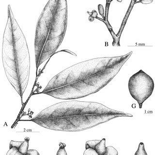Otoba vespertilio. A. Rama reproductiva. B. Inflorescencia estaminada ...