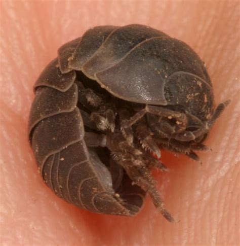 Im A Pill Bug Nature A Childs Eye View