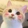 Silly Cats Emoji Pack