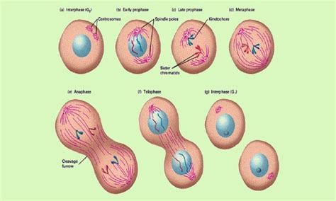 cell division   bacteria design talk