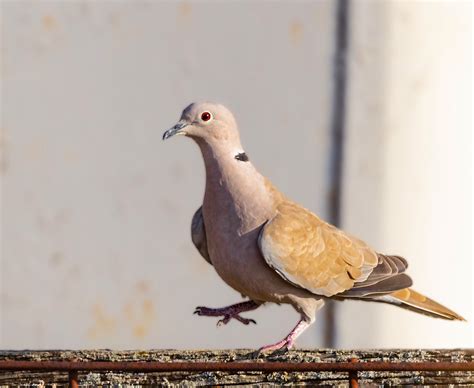 Eurasian Collared Dove | BirdForum