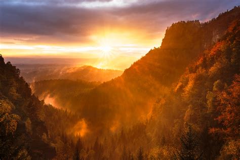 Sunrise Forest Wallpaper