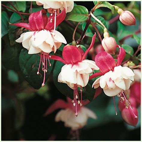 Fuchsia 'Swingtime'