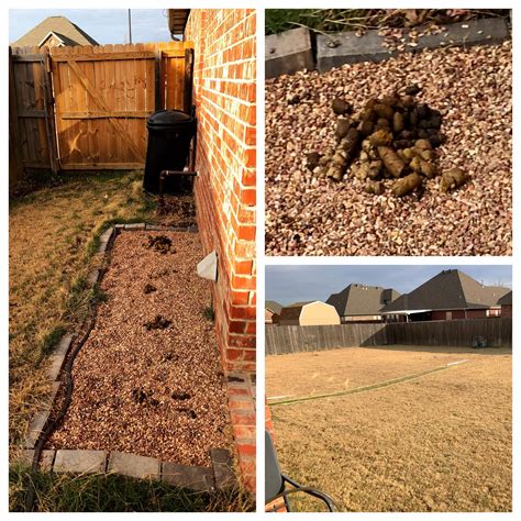 how to teach dog to poop in one spot