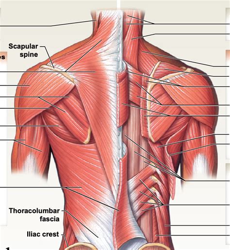 Posterior Muscles Diagram | Quizlet