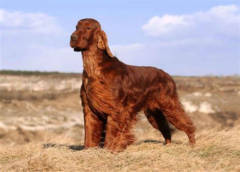 Irish Setter Dog Breed Guide: Temperament, Diet, and Care