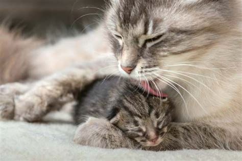 cat - Students | Britannica Kids | Homework Help