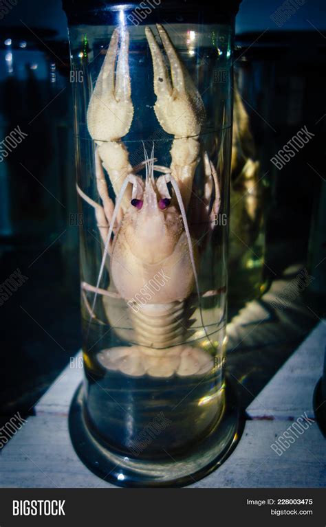 Dissected Animal Image & Photo (Free Trial) | Bigstock