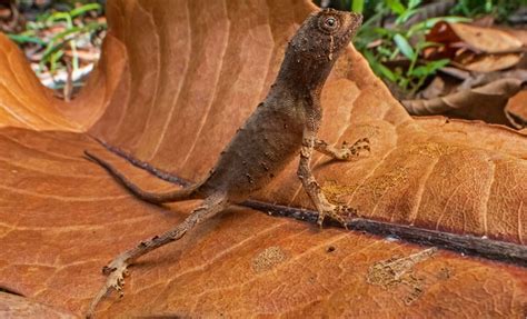 Researchers Discover New Kangaroo Lizard Species In India’s Western ...
