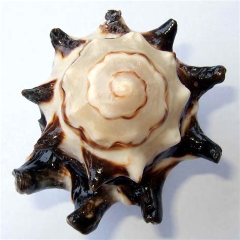 images  sea life sea shells  pinterest conch shells