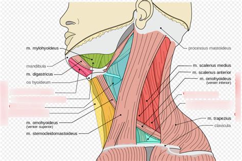 Neck Anatomy Diagram Diagram | Quizlet