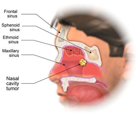 [DIAGRAM] Thoracic Cavity Diagram - MYDIAGRAM.ONLINE