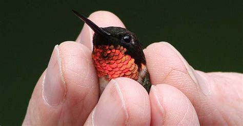 14 Unbelievably Tiny Animals You NEVER Even Knew Existed ...