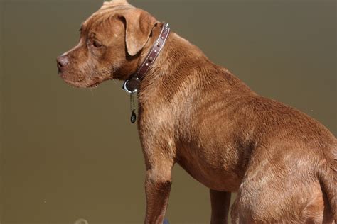 Red Nose American Pitbull Terrier Lab Mix