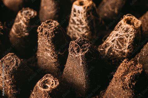 flower soil  seedling tray sprout plate soil  flowers