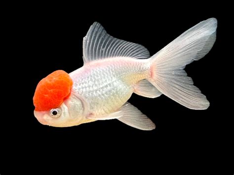 Assorted Oranda Goldfish