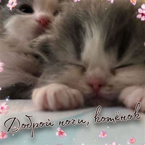Доброй ночи | Милые котики, Котята, Ночь