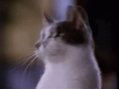 Wooooh Cat GIF - Wooooh Cat Shocked - Discover & Share GIFs