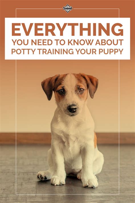 Everything you need to know about potty training your puppy – Artofit