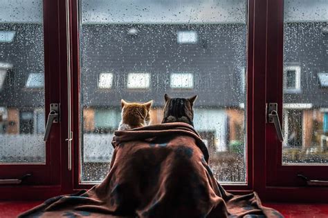 животные » Страница 2 » Картины, художники, фотографы на Nevsepic