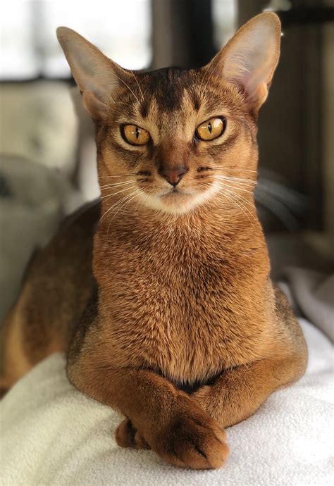 Abyssinian Cat Color Genetics - Randy Kauffman's Coloring Pages