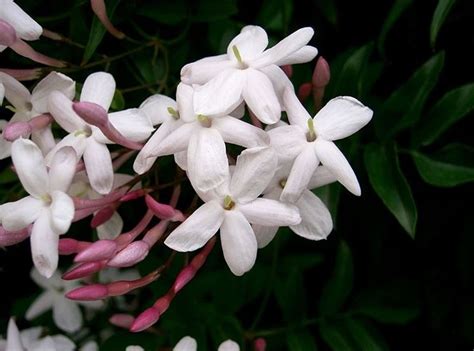 Gelsomino - Piante per giardino - Caratteristiche del gelsomino