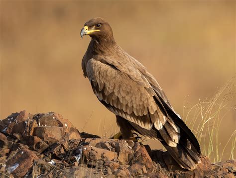 wild eagle images  pholder wildlifephotography