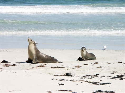 australian sea lion facts pictures video  depth information