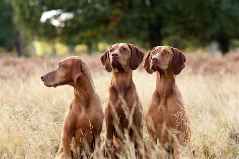 Hungarian Vizsla dogs | Vizsla dogs, Dog breeds, Vizsla