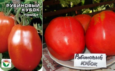 Томат Рубиновый кубок: характеристика и описание сорта, фото, отзывы ...