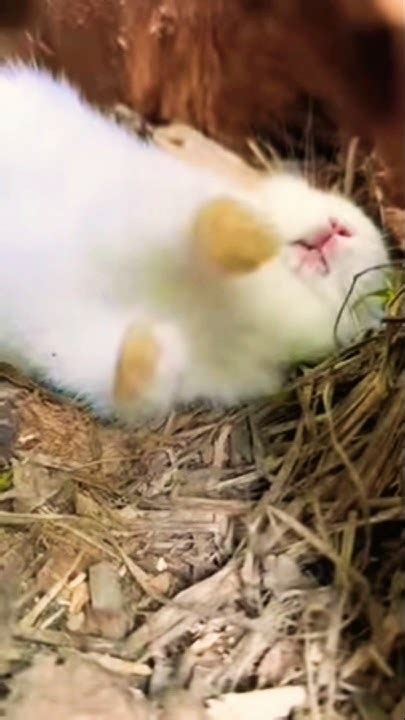 cute  rabbit snoring  sleeping bunnycute rabbitcute