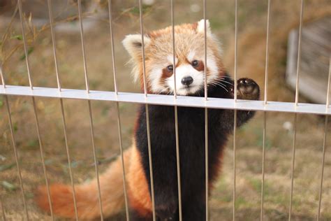 Free Images : zoo, fauna, red panda, whiskers, vertebrate, cute animals ...